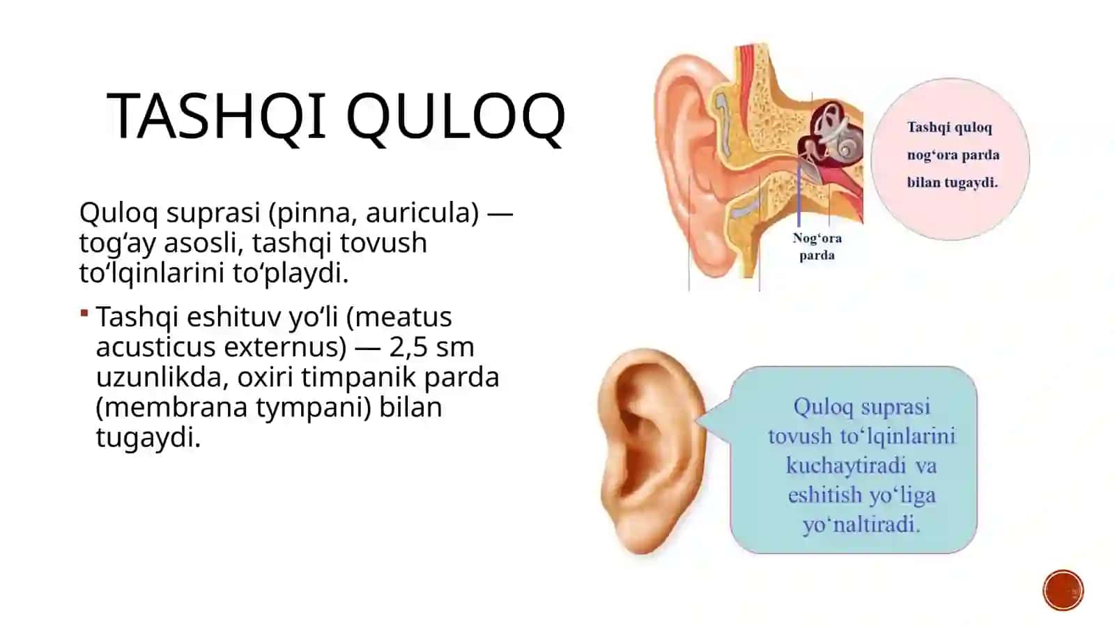 Quloqning klinik anatomiyasi, fiziologiyasi va tekshirish usullari 3