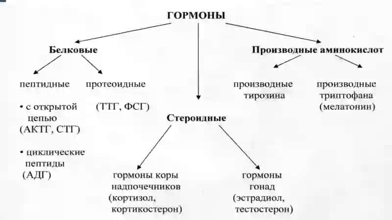 Гормоны, их классификация и функции 3