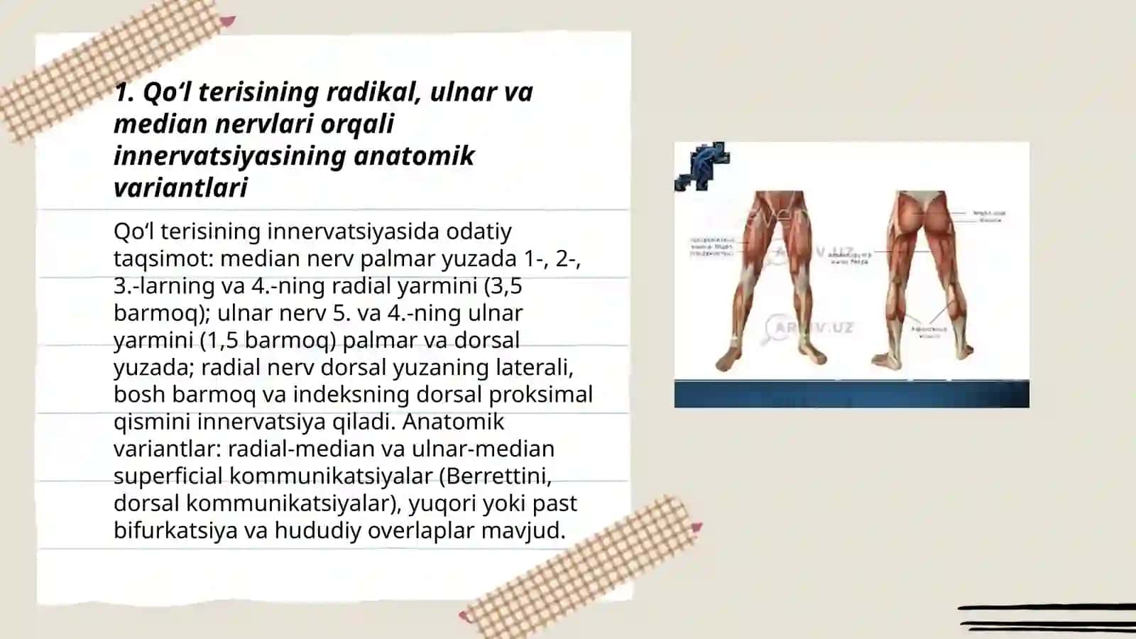 Qoʻl va oyoq terisi va mushaklari innervatsiyasi 3