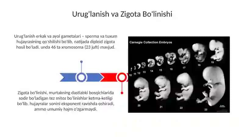 Embrional rivojlanish davri 3