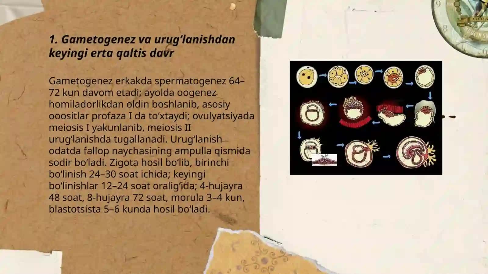 Odam embriogenezining qaltis davrlari 3