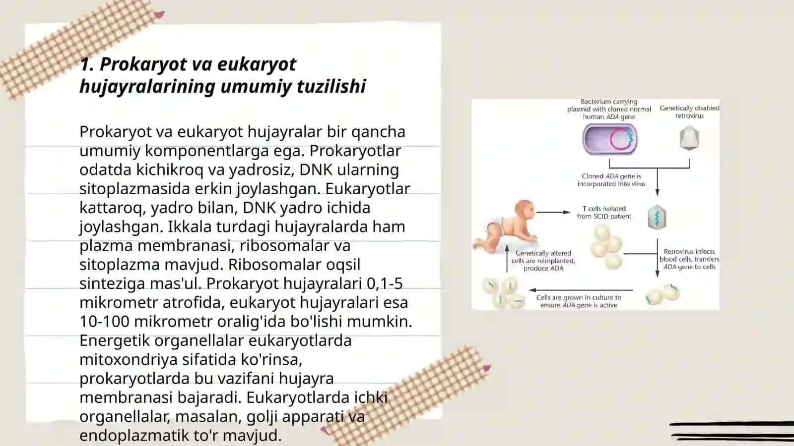 Prokariotlar va eukariotlar genlarining strukturasi 3