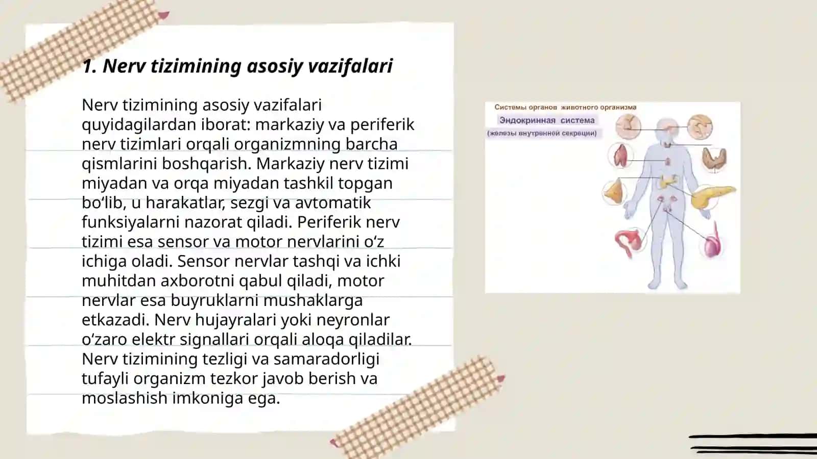 Organizmning nerv, immum-endokrin boshqariluvi 3