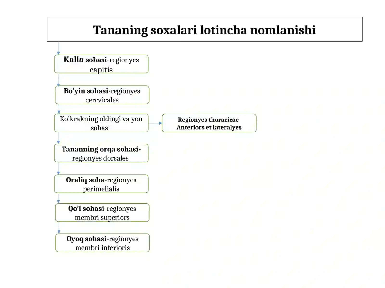Muskullar Haqida Umumiy Ma'lumotlar 3