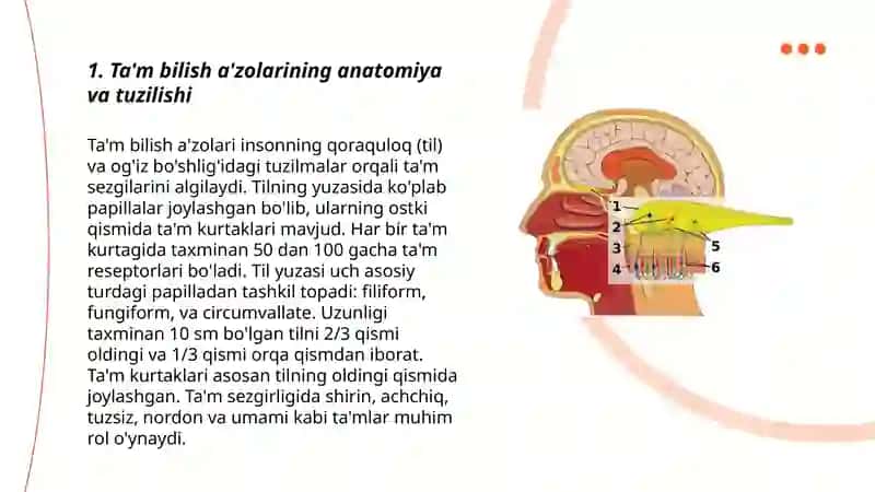 Ta'm bilish a'zolarining anatomiya va tuzilishi 3