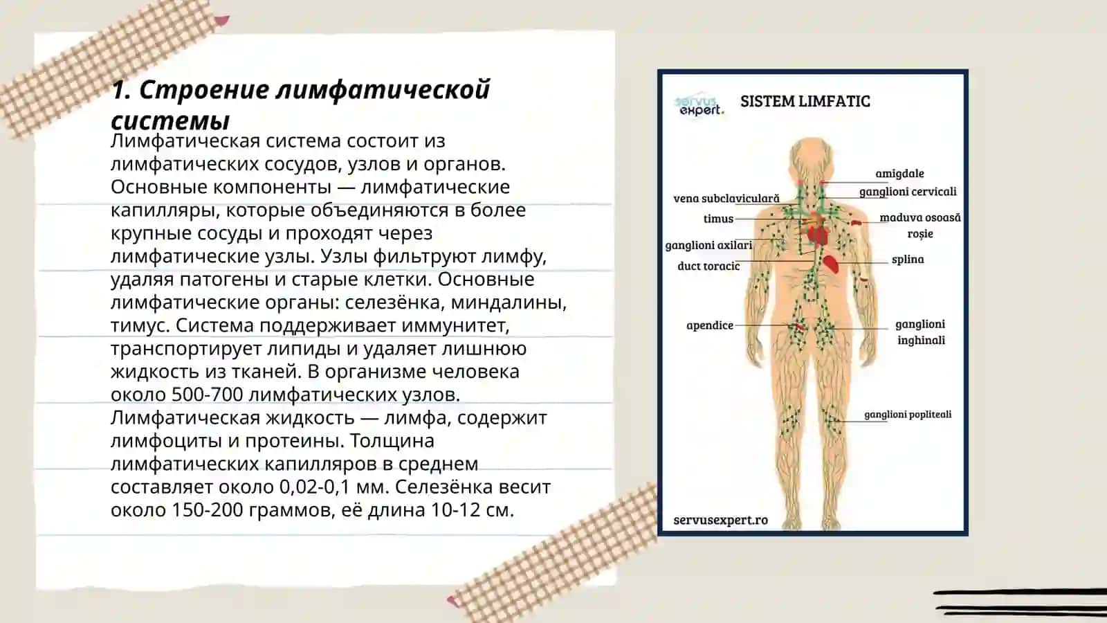 Лимфатические система 3