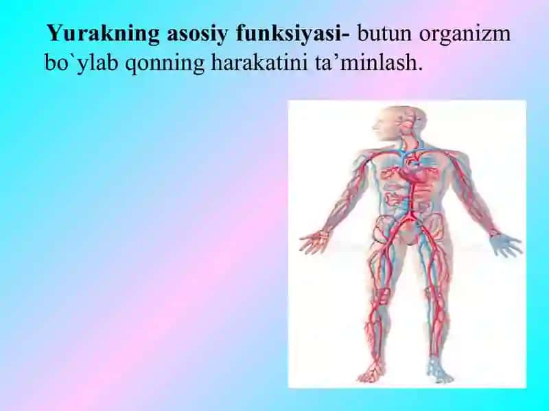 Yurakning gemodinamik vazifasi 3