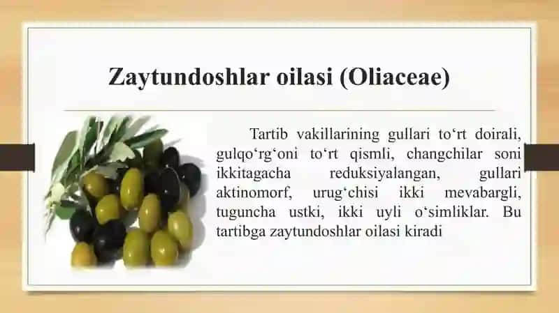 Zubturumdoshlar, zaytundoshlar, sigirquyruqdoshlar oilalaring tasnifi, o‘ziga xos xarakterli 3