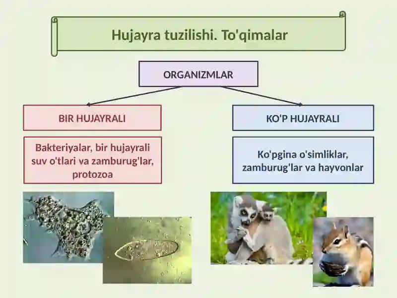 Hujayra tuzilishi 3