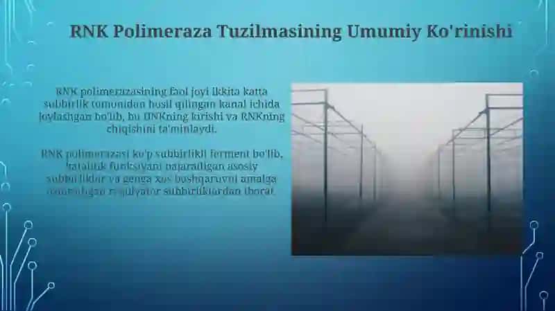 RNK Polimeraza Tuzilishi 3