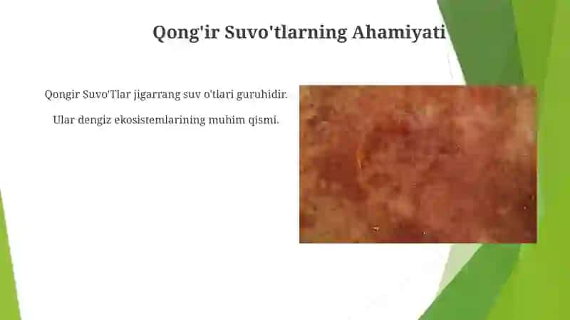 Qong'ir suvo'tlar guruhi 3
