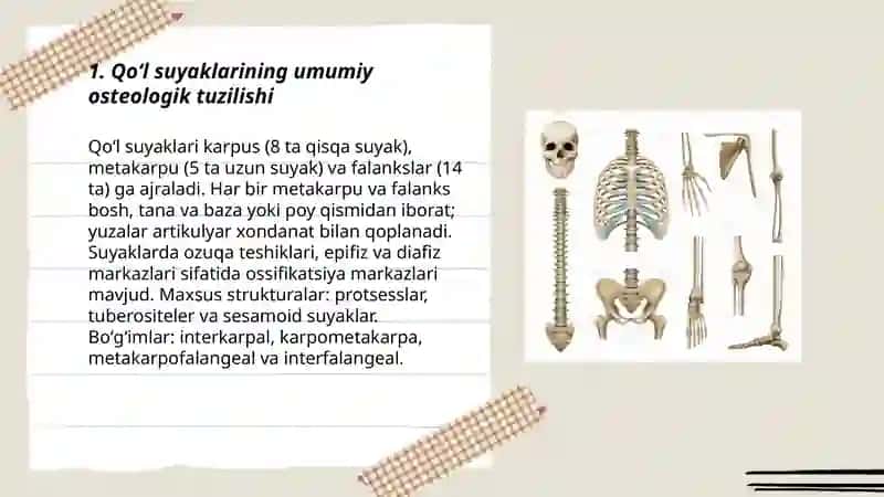 Qoʻl suyaklari va ularning birlashuvi 3
