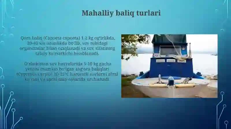O'zbekiston suv havzalarida ovlanadigan baliqlar 3