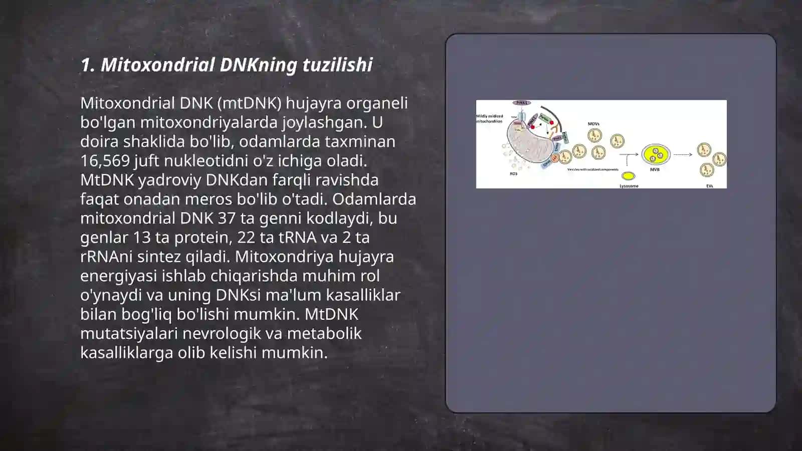 Mitoxondrial DNK ning tuzilishi 3