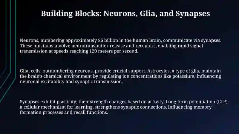 BRAIN AND NERVOUS SYSTEM 3