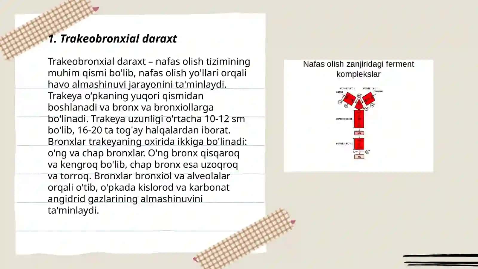 Trakeobronxial daraxt 3