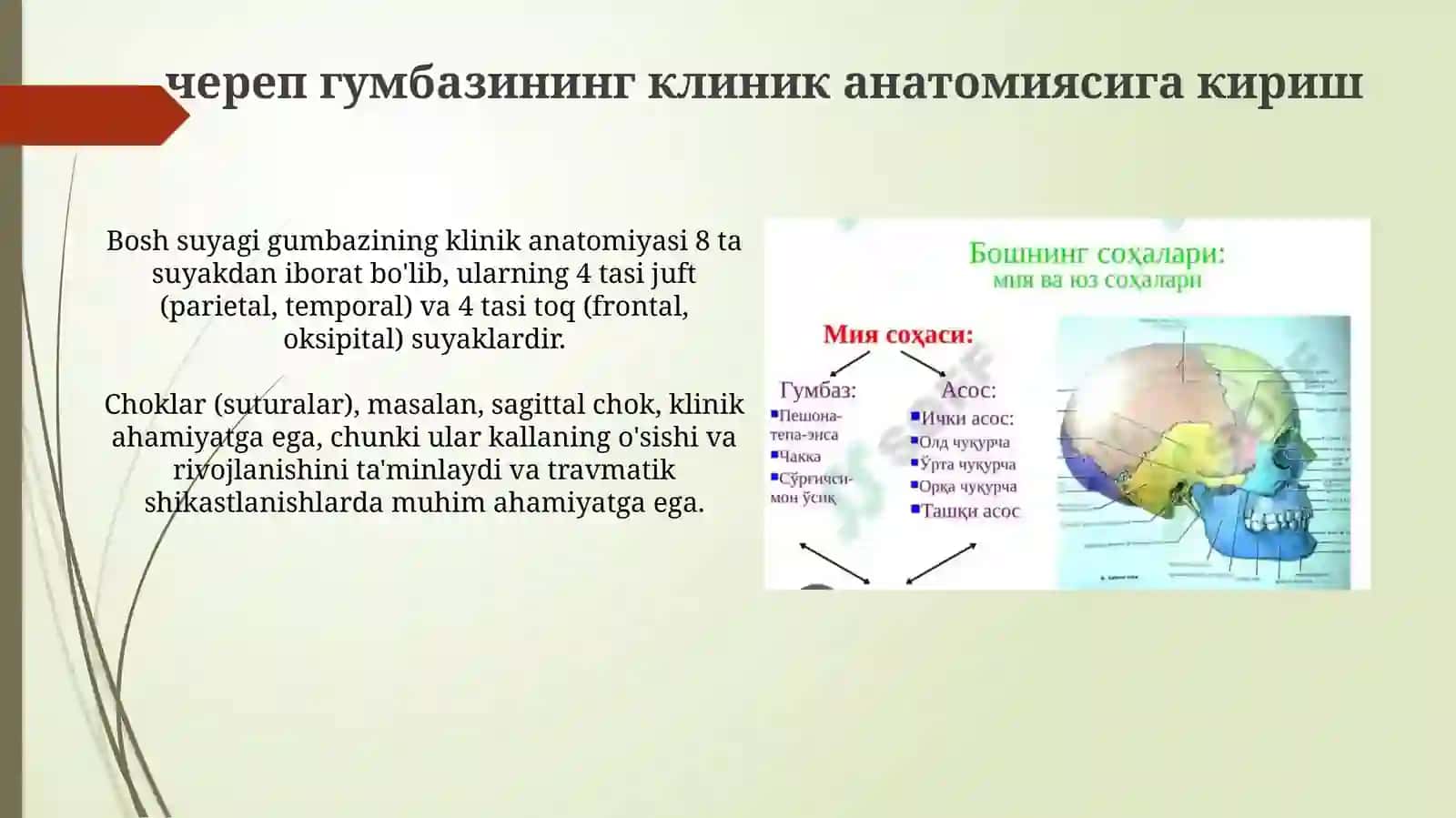 Kalla gumbazining klinik anatomiyasi 3