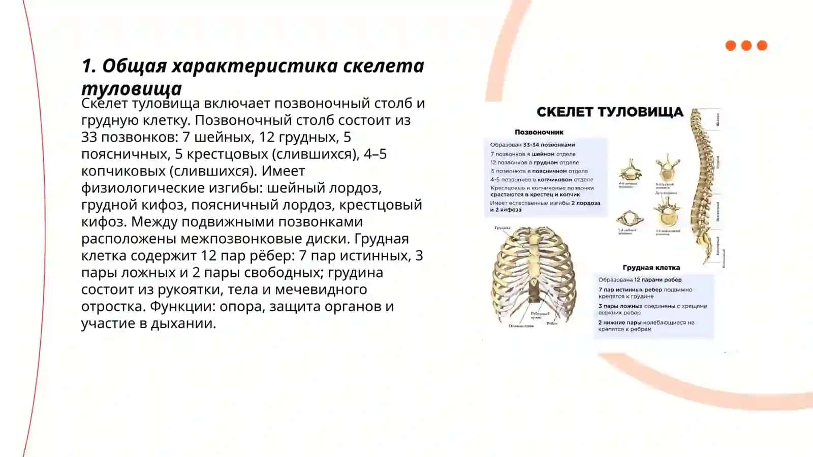 Скелет туловища 3