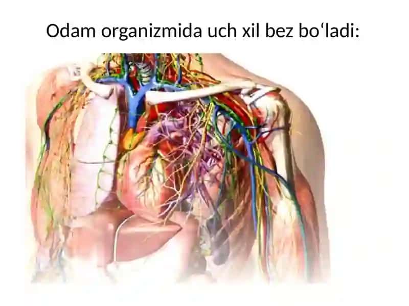 Bez sekretsiyasining ultrastruktura asoslari 3