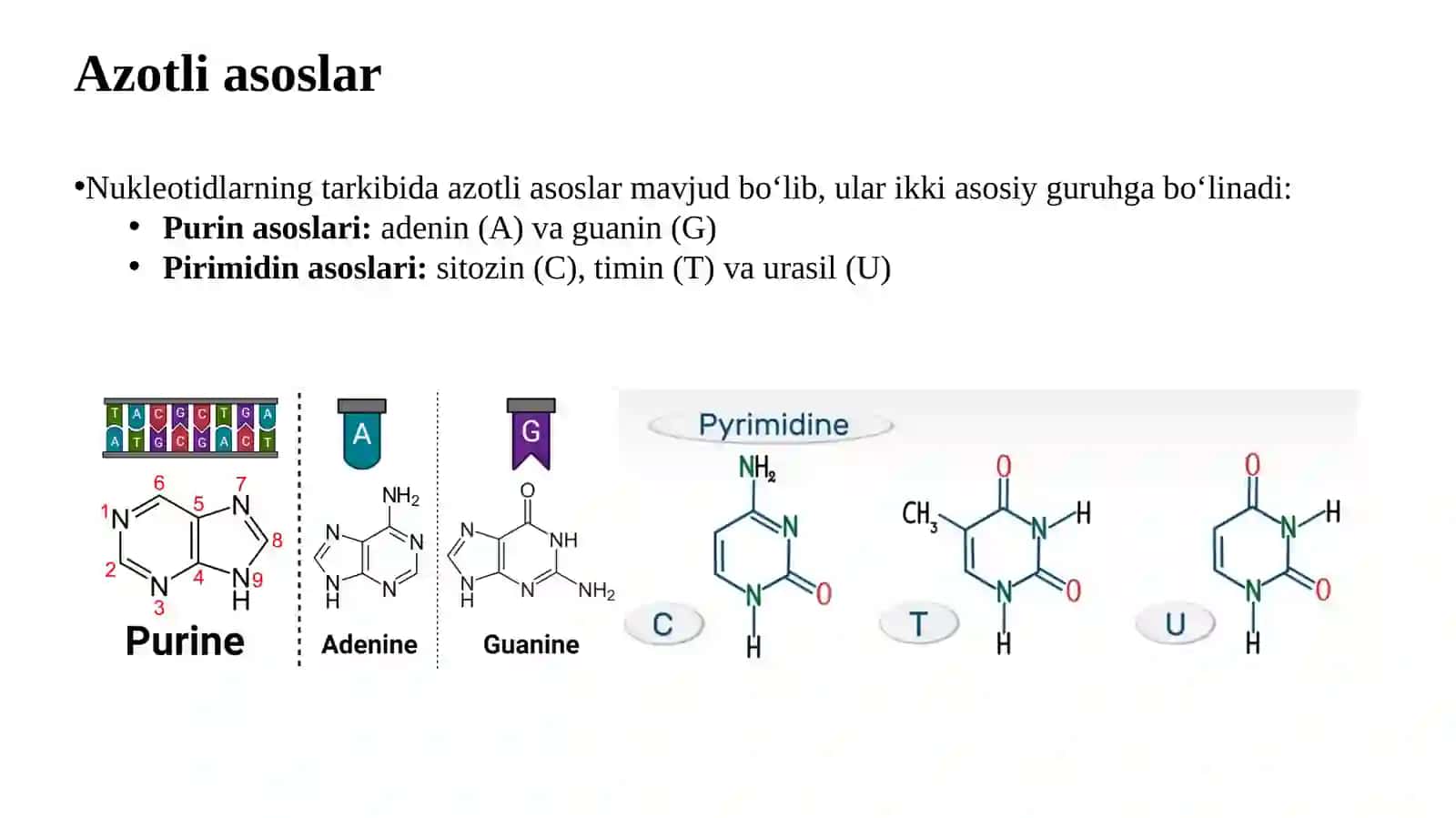 Nuklein kislotalar. Nuklein kislotalar va oqsillar biosintezi 3