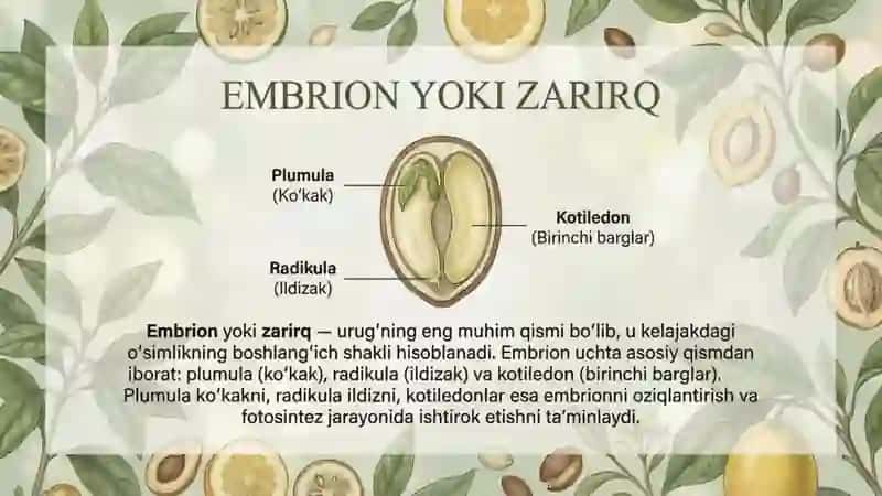 Urugʻva mevaning tuzilishi 3