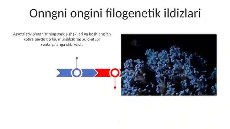 Psixikaning filogenetik taraqqiyoti 3