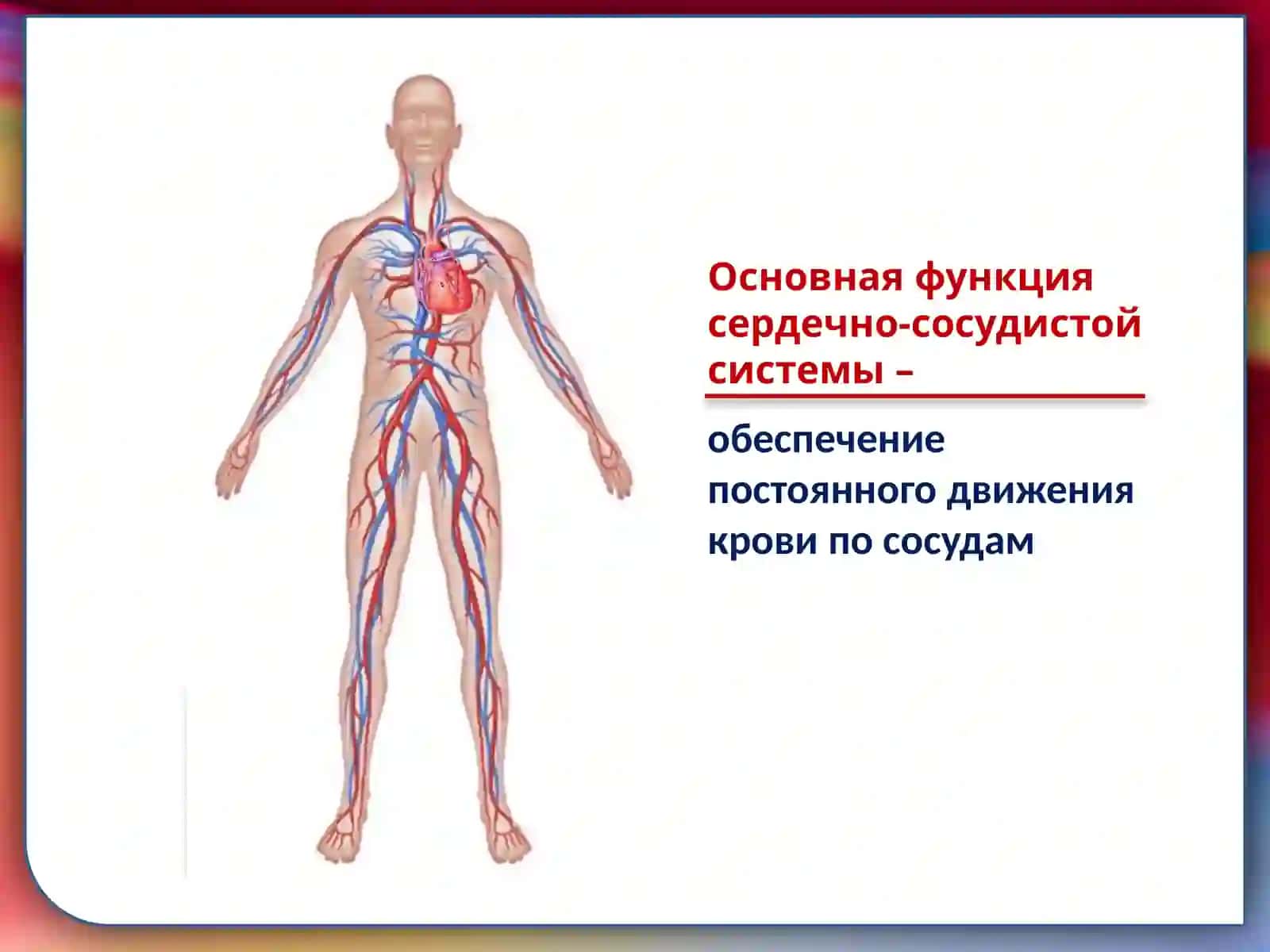 Сердечно-сосудистая система 3