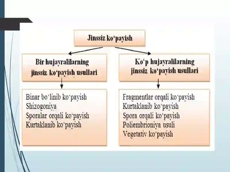 Jinssiz ko’payish 3
