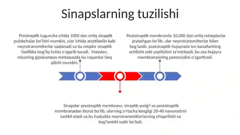 Sinapslar va sinaptik jarayonlar 3