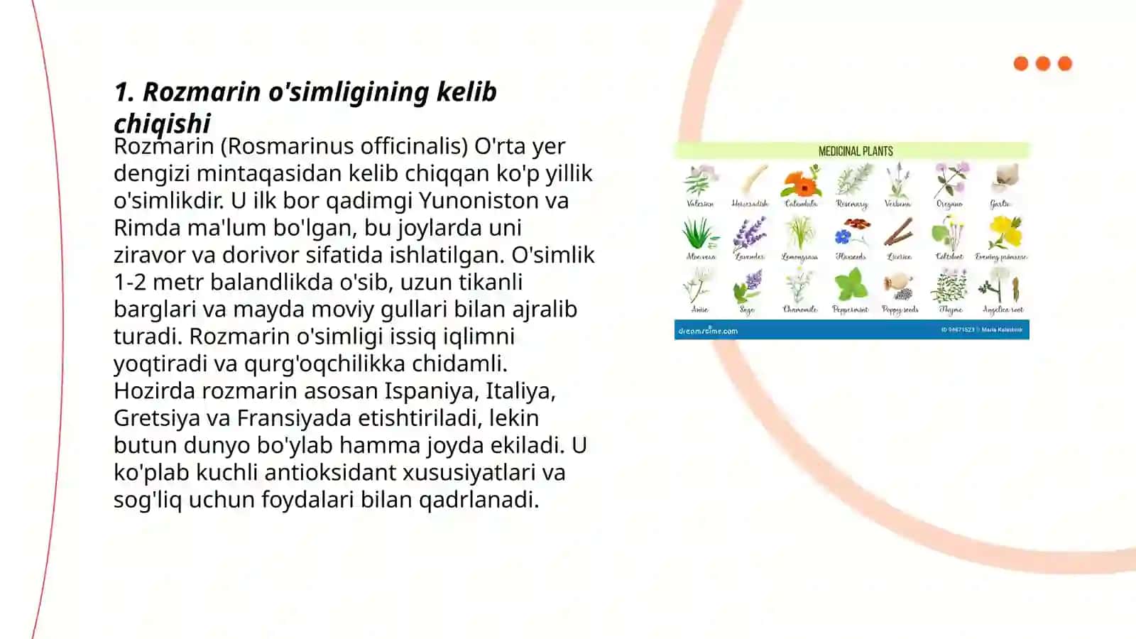 Rozmarin o'simligi 3