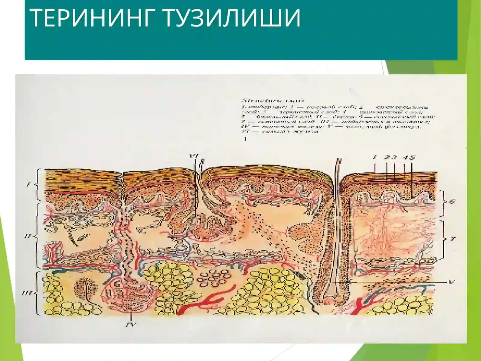 ТЕРИНИНГ ТУЗИЛИШИ, МОРФОЛОГИК ЭЛЕМЕНТЛАРИ 3