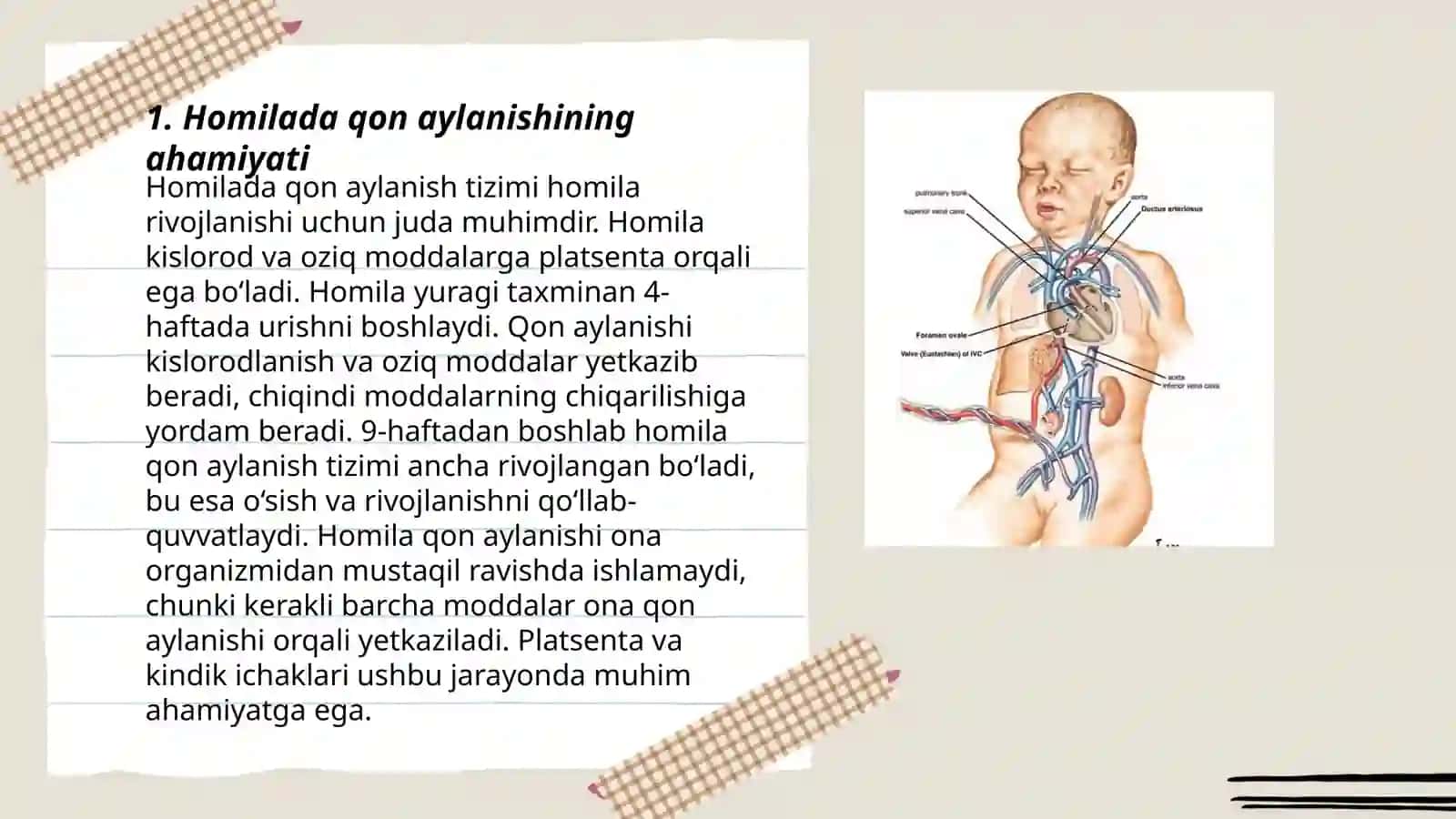 Homilada qon aylanishi 3
