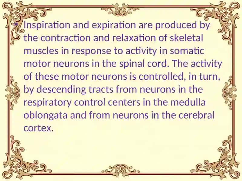 Regulation of breathing 3
