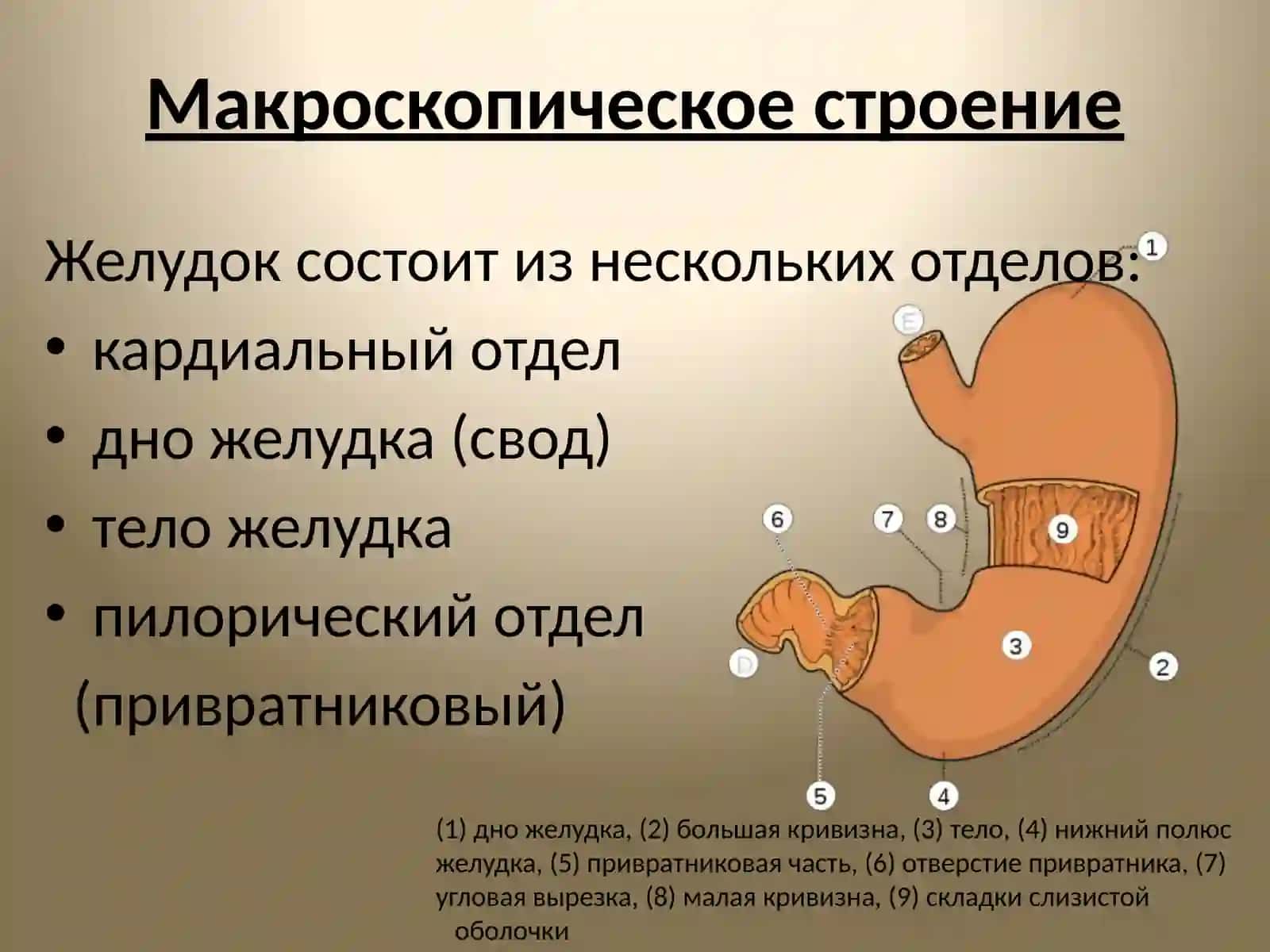 Желудок анамитоия 3