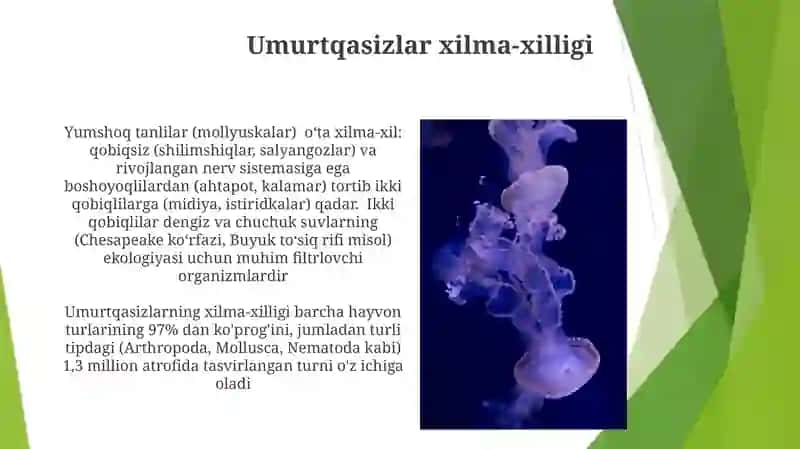Umurtqasiz hayvonlar 3