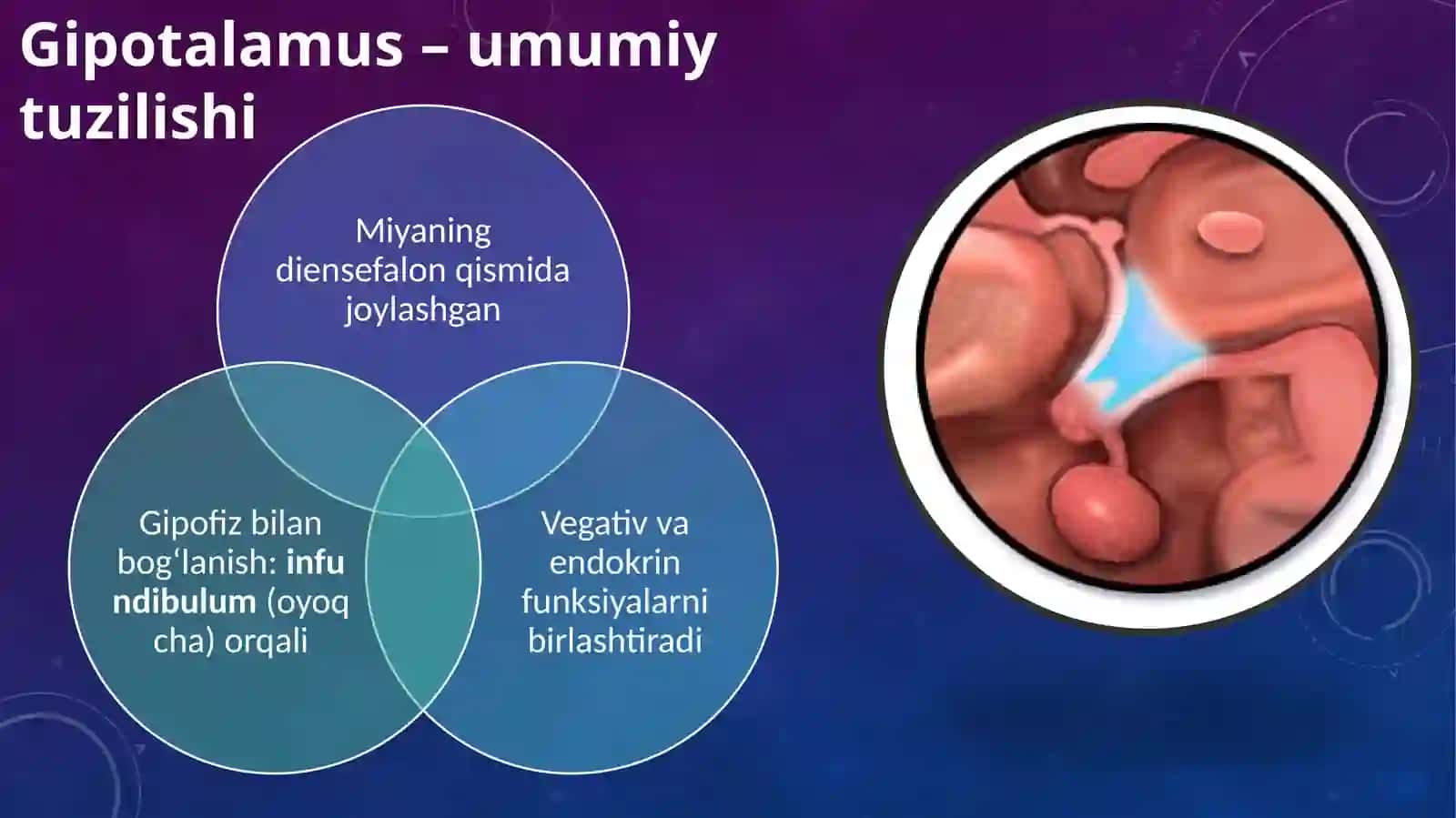 Gipotalamus va gipofiz gormonlari 3