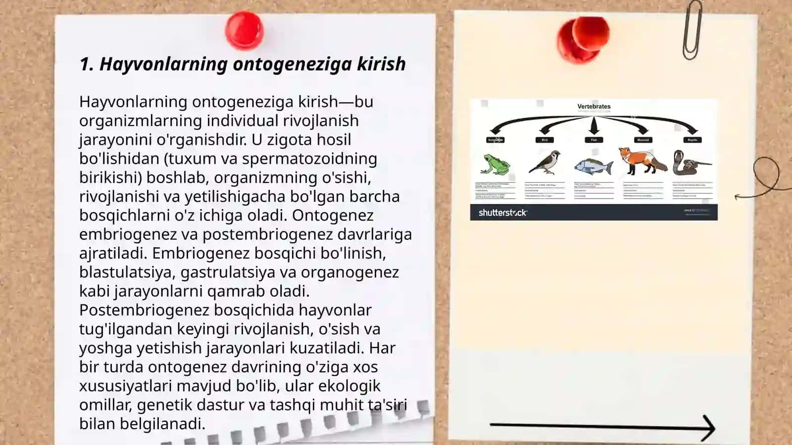 Umurtqali va umurtqasiz hayvonlar ontogenizi 3