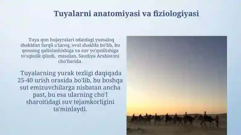 Tuyalar: Inson Hayotida Ahamiyati 3