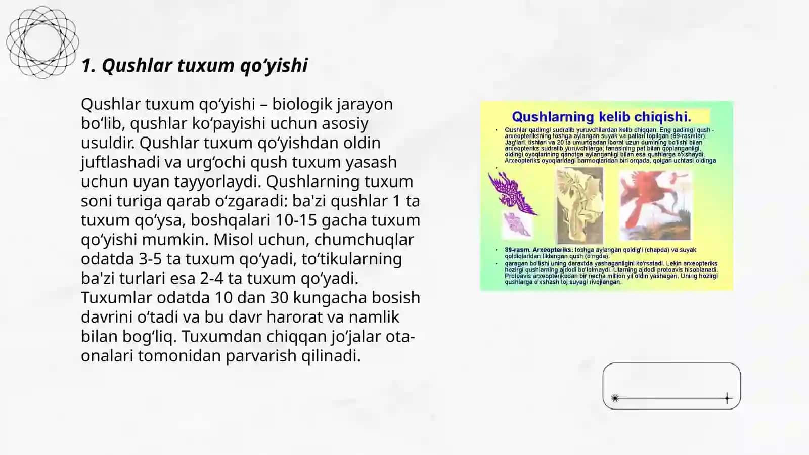 Qushlarning rivojlanishi 3