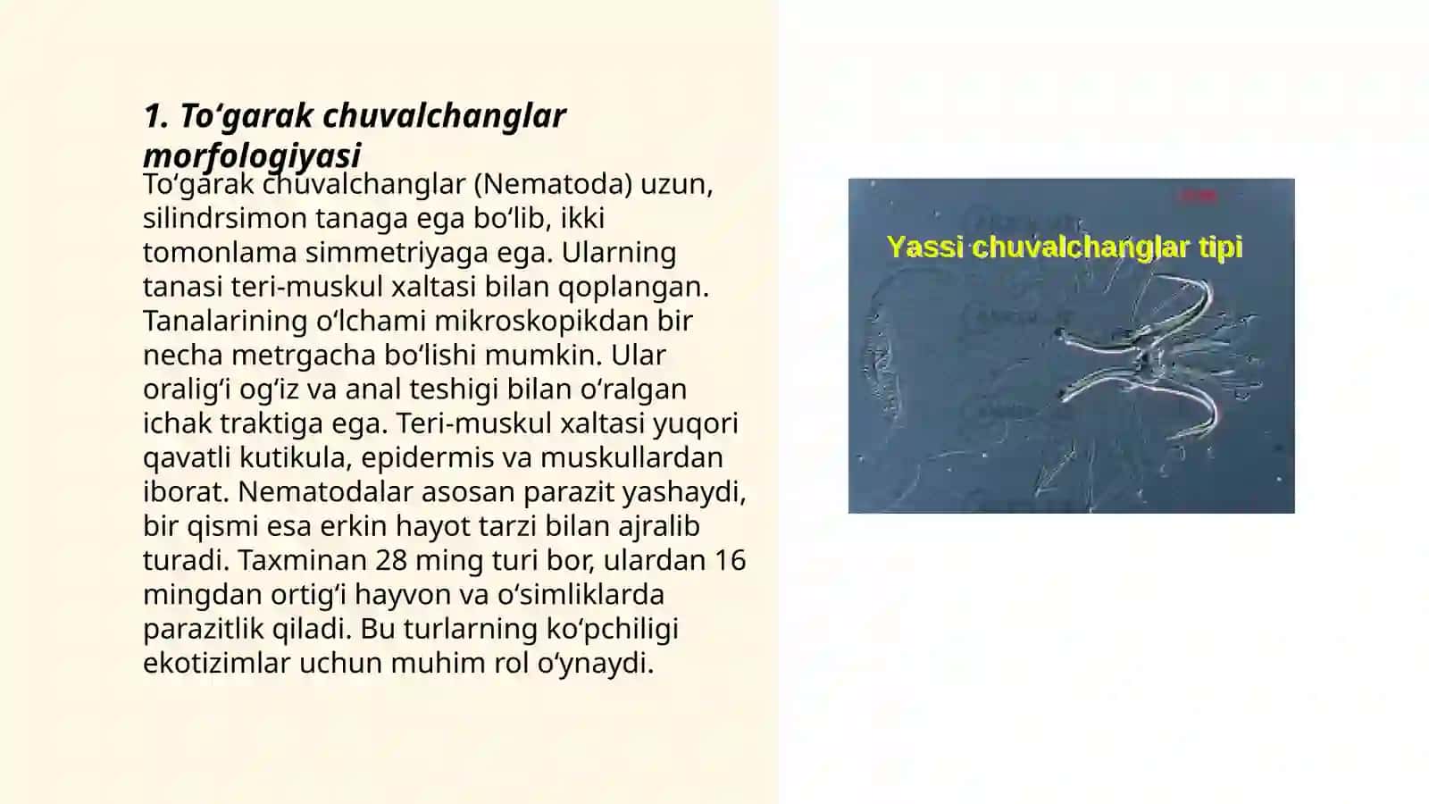 Toʻgarak chuvalchanglar tipi.Nematodalar sinfi va tikonboshlilar tipi 3