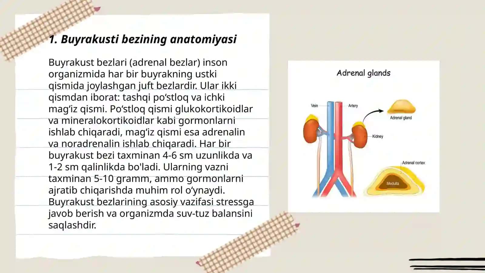 Buyrakusti bezining tuzilishi 3