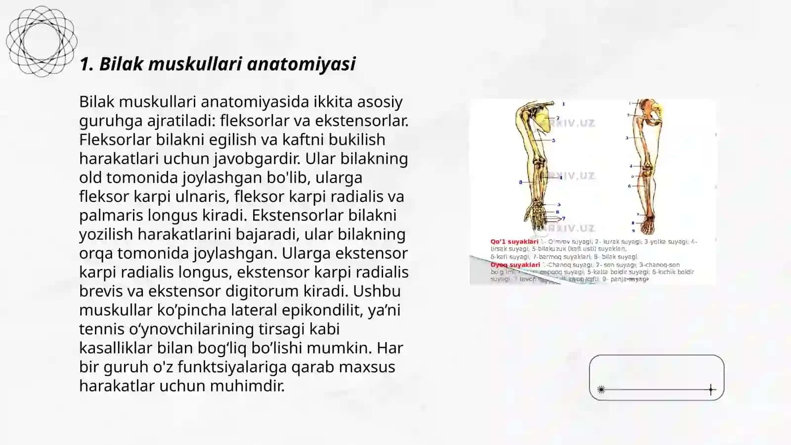Bilak muskullari anatomiyasi 3