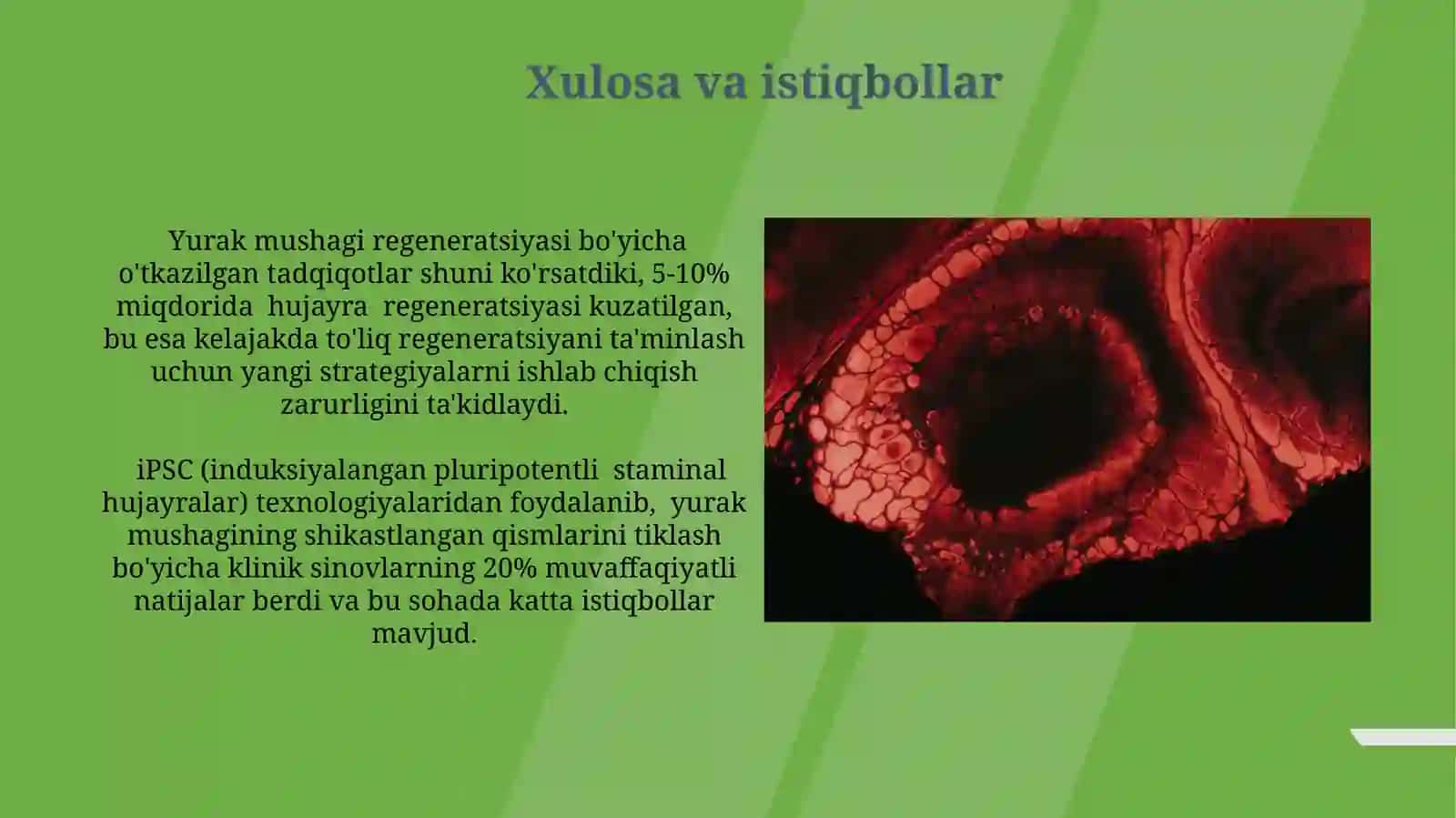 Yurak mushagi regeneratsiyasi 3