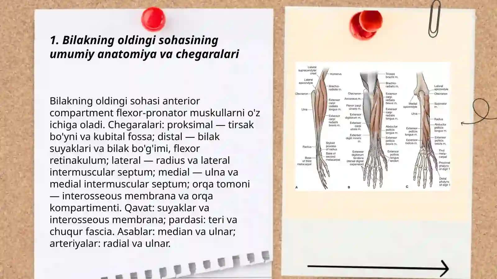 Bilakning oldingi sohasi 3