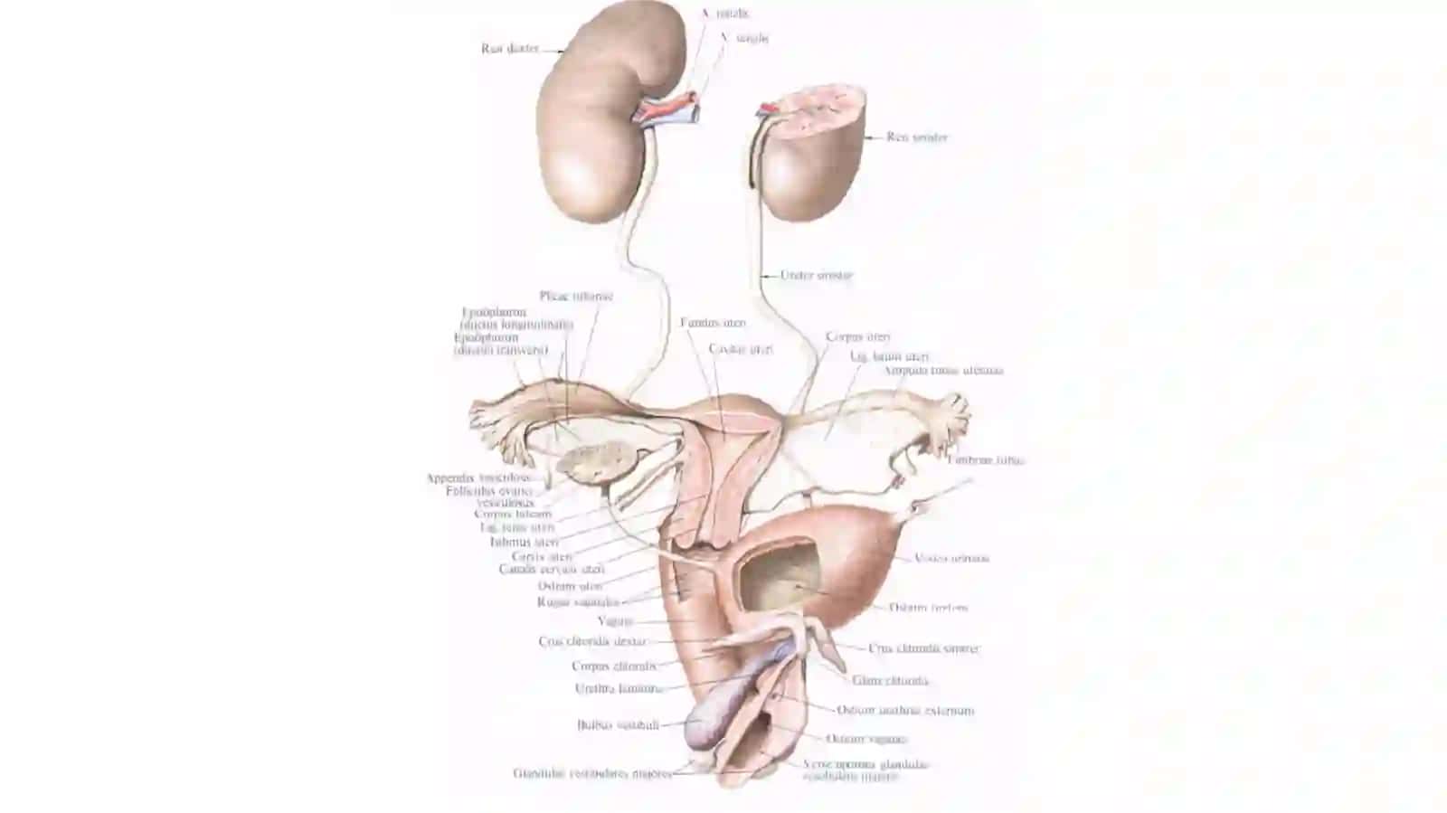 SIYDIKAYIRISH A`ZOLARI 3
