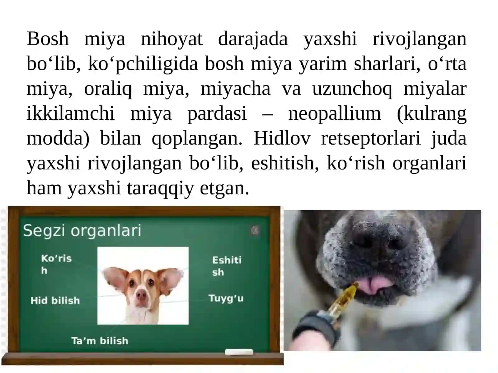 8-mavzu. Sut emizuvchilar-biozararlash manbalari 3
