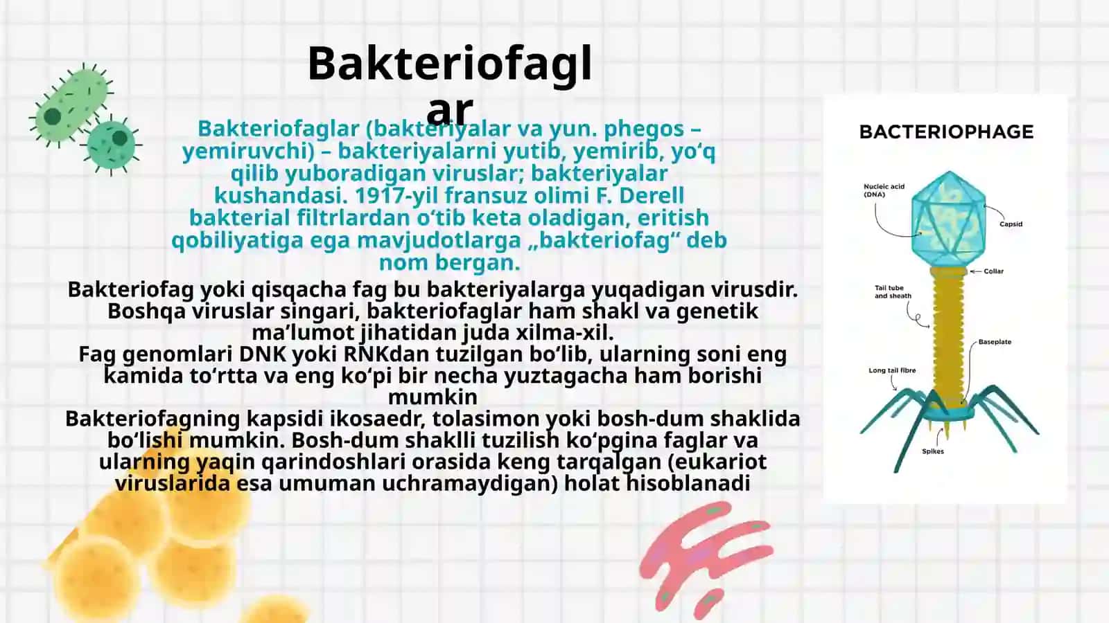 Bakteriofaglar morfologiyasi, strukturasi, reproduksiyasi va amaliyotda qo’llanilishi 3