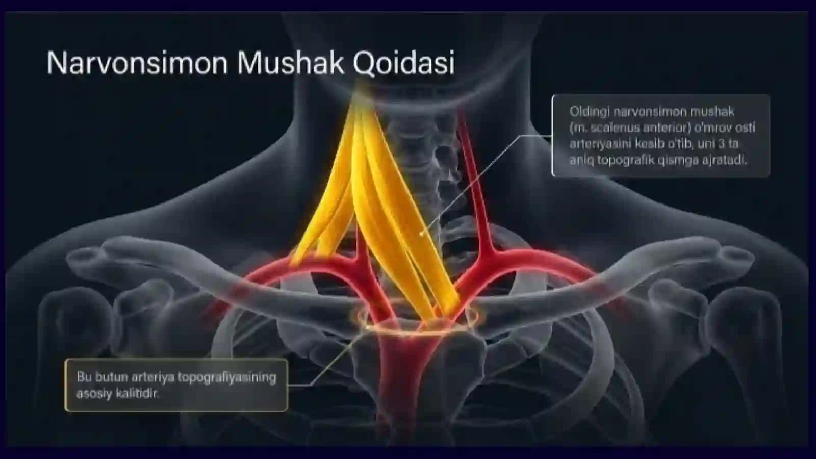 O'mrov osti arteriyasi 3
