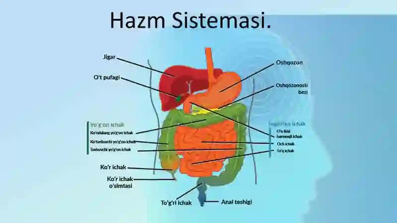 Hazm Sistemasi 3