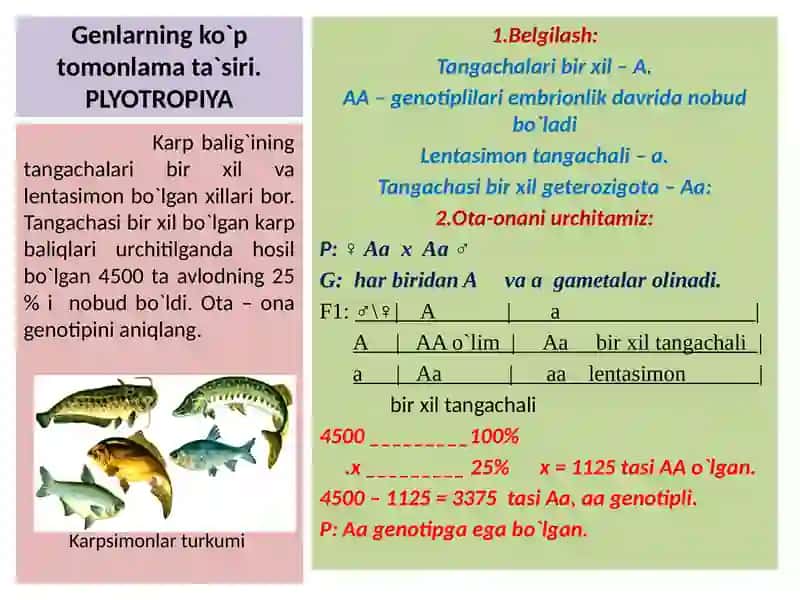 PLYOTROPIYA 3